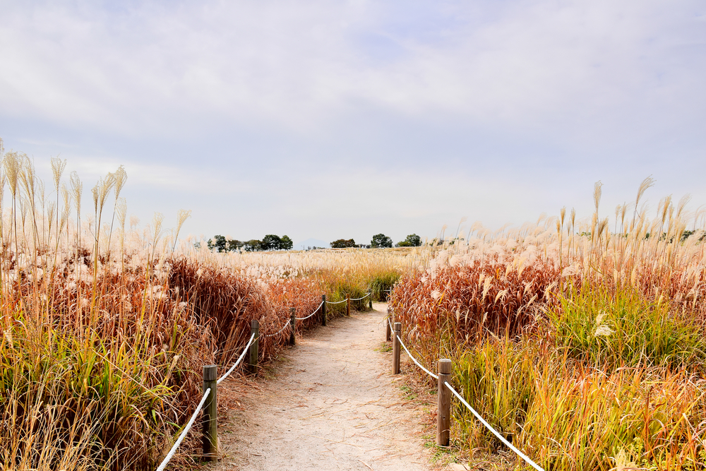 상암 월드컵 경기장 하늘공원에서 열리는 서울억새축제입니다.