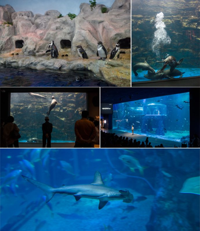 아쿠아리움, 여수