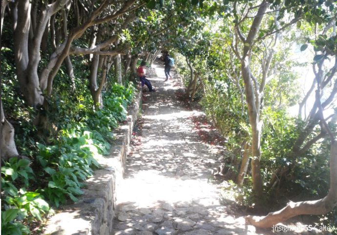 장사도, 까멜리아