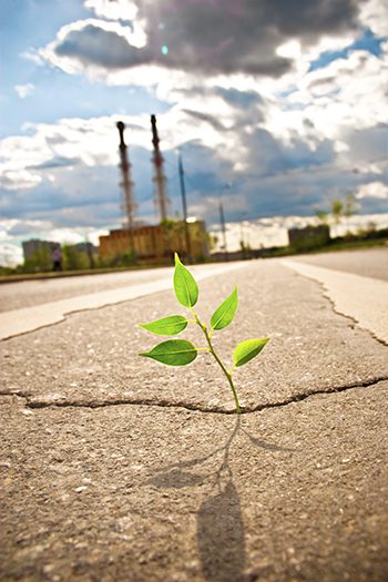 400256 도로와 새싹