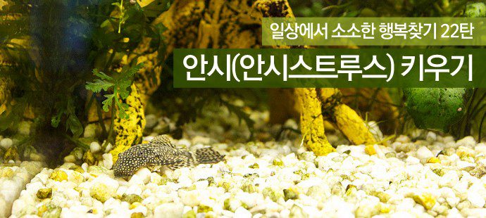 안시 키우기, 열대어