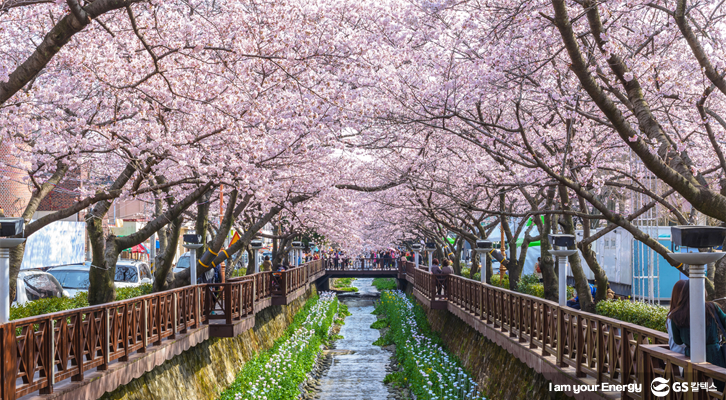 진해 군항제 낮 모습 