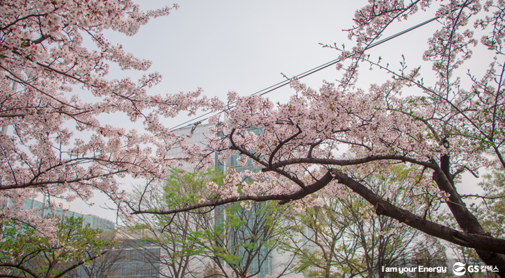 여의도 벚꽃축제 