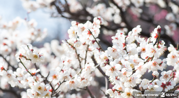 광양 매화 축제 