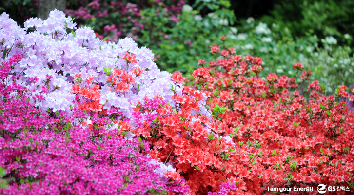 고양 국제 꽃 박람회 