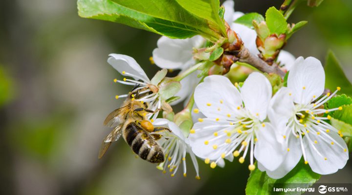 gs칼텍스, gs칼텍스사보, 꿀벌, 조직의힘