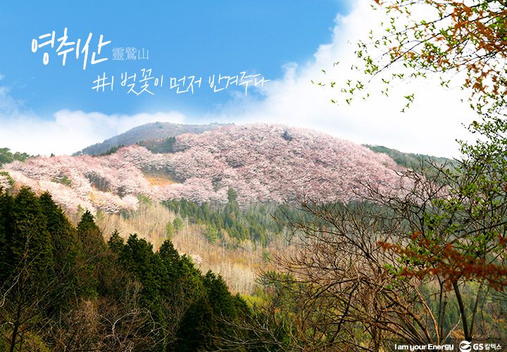 gs칼텍스, gs칼텍스사보, 영취산, gs칼텍스여수, 벚꽃, 영취산진달래