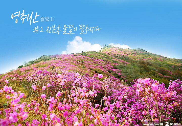 gs칼텍스, gs칼텍스사보, 영취산, gs칼텍스여수, 벚꽃, 영취산진달래
