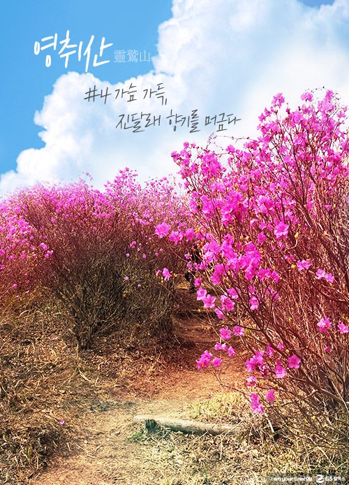 gs칼텍스, gs칼텍스사보, 영취산, gs칼텍스여수, 벚꽃, 영취산진달래