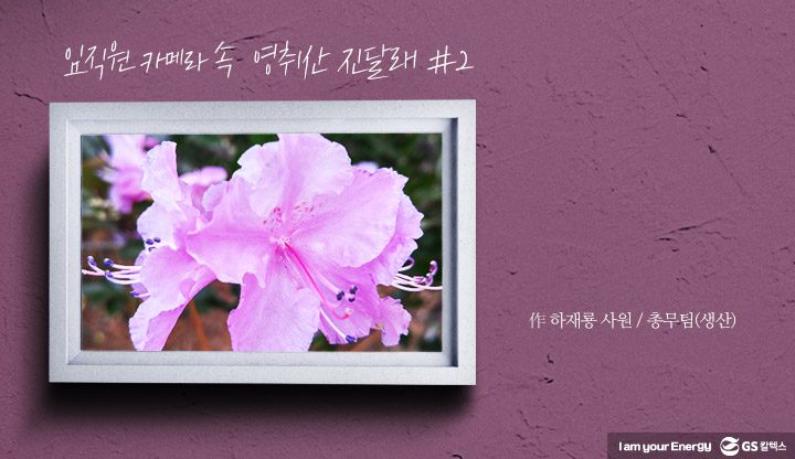 gs칼텍스, gs칼텍스사보, 영취산, gs칼텍스여수, 벚꽃, 영취산진달래