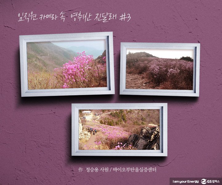 gs칼텍스, gs칼텍스사보, 영취산, gs칼텍스여수, 벚꽃, 영취산진달래
