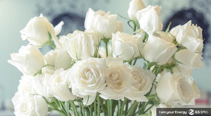 장미 꽃말, 로즈데이, 흰장미 꽃말, 백장미 꽃말