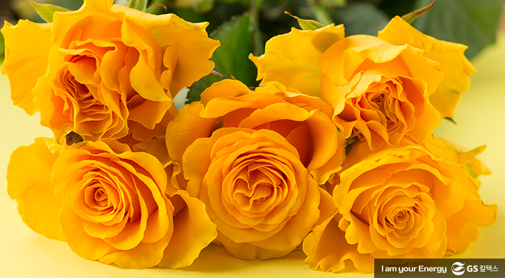 장미 꽃말, 로즈데이, 노란 장미 꽃말