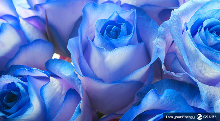 장미 꽃말, 로즈데이, 파란 장미 꽃말