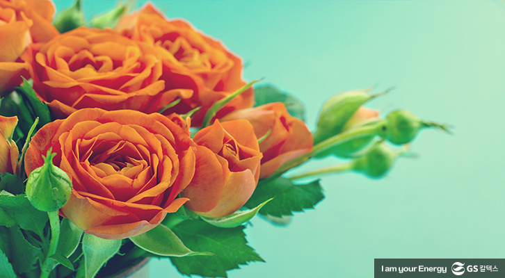 장미 꽃말, 로즈데이, 주황 장미 꽃말