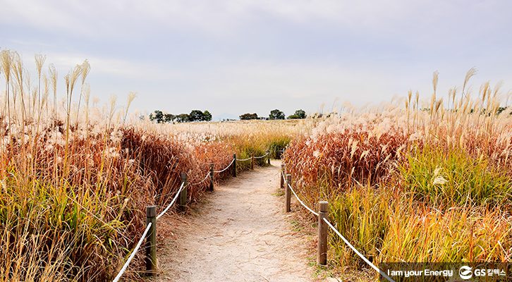 가을 소풍, 가을 나들이, 억새 축제
