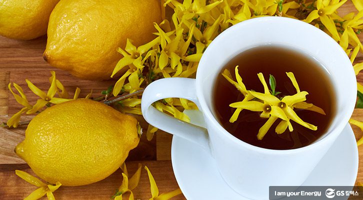 봄철 에너지 충전! 몸에 좋은 꽃차_개나리꽃차