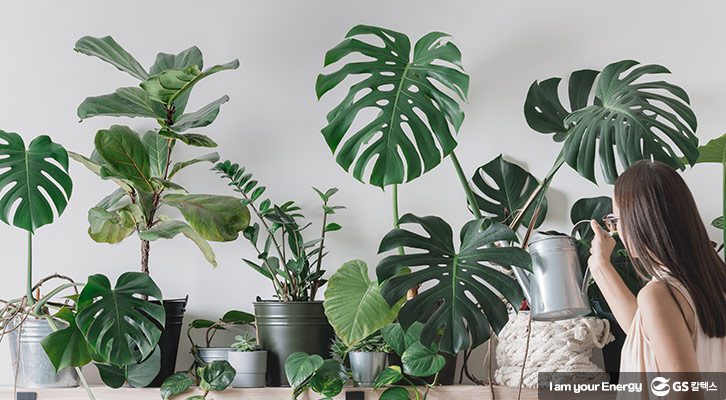 식목일 반려나무