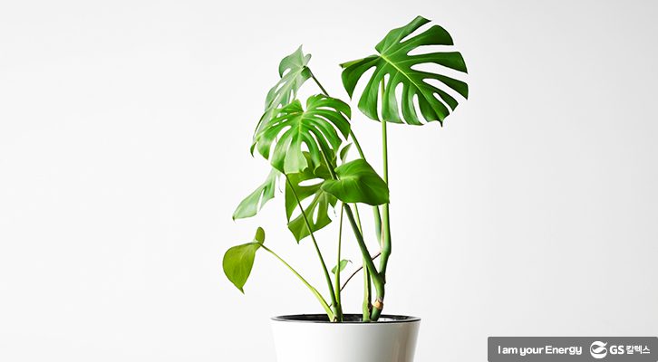 식목일반려나무_몬스테라