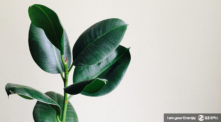 식목일반려나무_고무나무