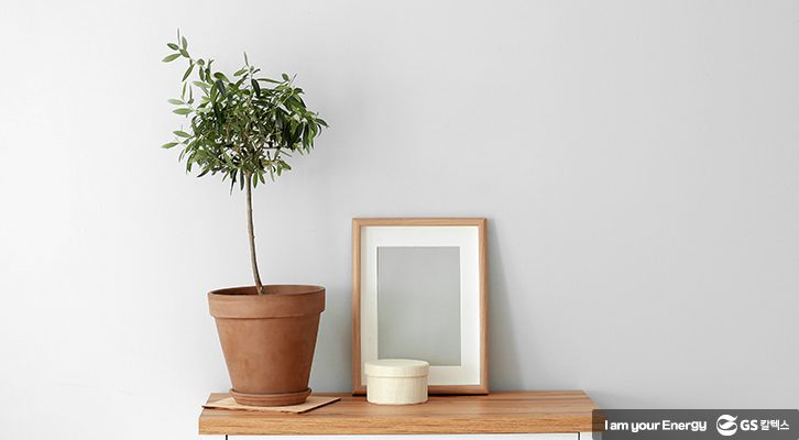 식목일반려나무_올리브나무