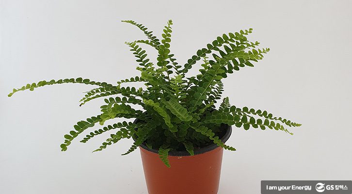 식목일반려나무_더피고사리