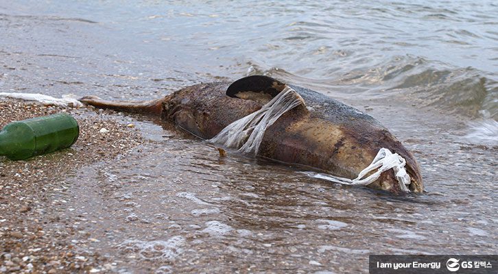 죽은 해양동물
