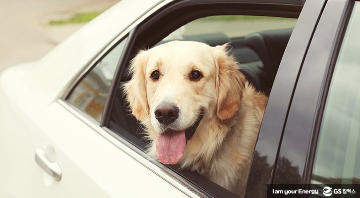 운전자도 잘 모르는 교통법규_반려동물 안고 운전 시 범칙금