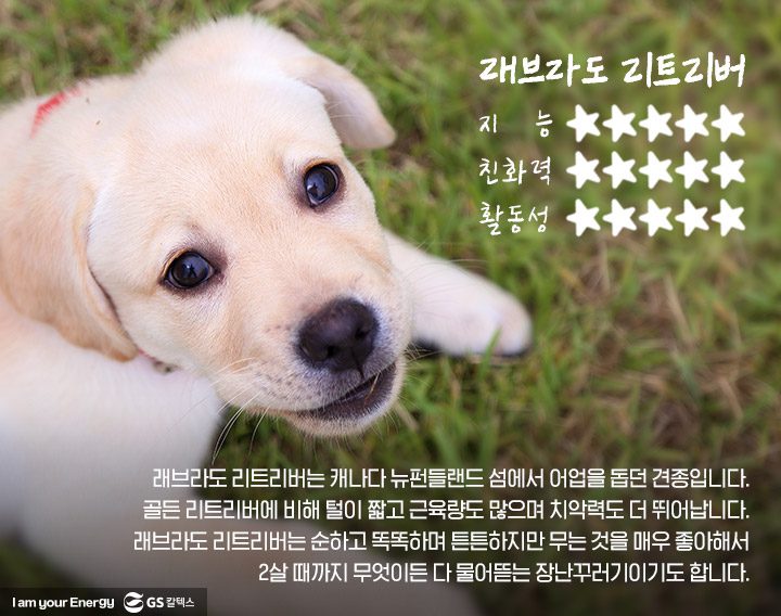 GSC사보, 매거진, 배구단, 마스코트, 리트리버, 킥스