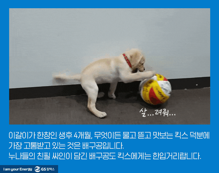 GSC사보, 매거진, 배구단, 마스코트, 리트리버, 킥스