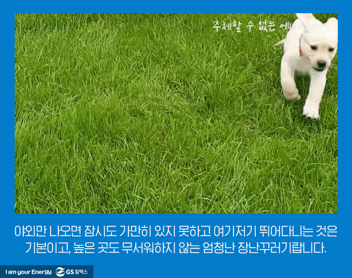 GSC사보, 매거진, 배구단, 마스코트, 리트리버, 킥스