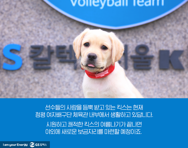 GSC사보, 매거진, 배구단, 마스코트, 리트리버, 킥스