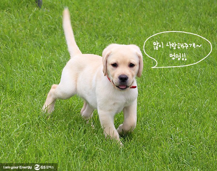 GSC사보, 매거진, 배구단, 마스코트, 리트리버, 킥스