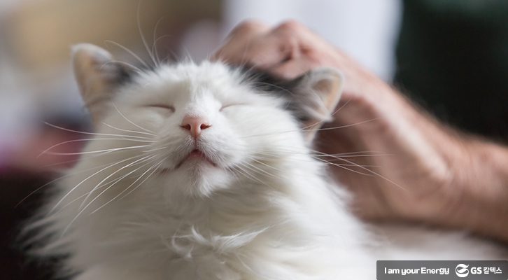 구독경제_반려동물 구독 서비스