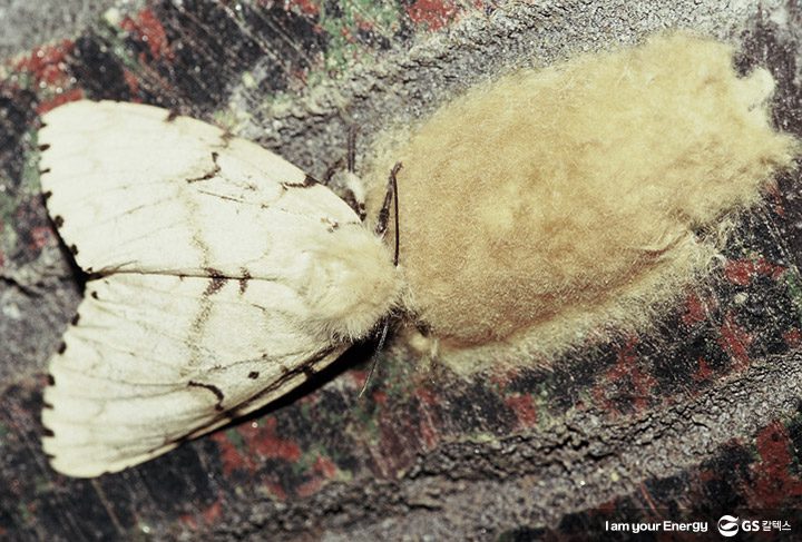 GS칼텍스, GS칼텍스 사보, 매거진