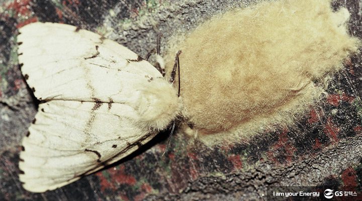 매미나방이 알을 낳은 모습