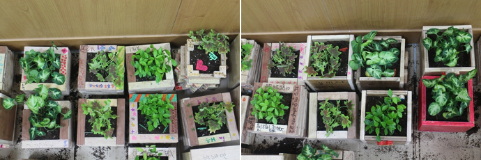 서울대 햇빛봉사단과 함께하는 화분만들기